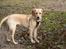 Blanding af racer Liva (Himmelhund) 