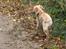 Blanding af racer Liva (Himmelhund) 