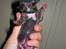 Blanding af racer (mops/pekingeser) Bob - 2 dage