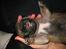 Blanding af racer (mops/pekingeser) Bob - 1 uge