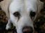 Labrador retriever Harrison *hos eksen*