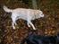 Labrador retriever Harrison *hos eksen*