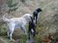 Labrador retriever Harrison *hos eksen*