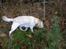 Labrador retriever Harrison *hos eksen*