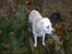 Labrador retriever Harrison *hos eksen*