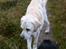 Labrador retriever Harrison *hos eksen*