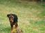 Airedale terrier Zeus - R.I.P 2002-2009