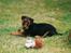 Airedale terrier Zeus - R.I.P 2002-2009