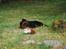 Airedale terrier Zeus - R.I.P 2002-2009