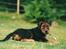 Airedale terrier Zeus - R.I.P 2002-2009