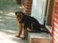 Airedale terrier Zeus - R.I.P 2002-2009