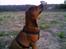 Blanding af racer Freya - Freya 4 mdr.