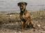 Blanding af racer Freya - Freya 6 mdr.