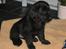 Flat coated retriever CHILI - Chilli lige efter hjemkomst