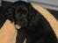Flat coated retriever CHILI - Chili 8 uger