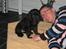 Flat coated retriever CHILI - Chili og "far"