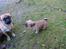 Blanding af racer (mops/pekingeser) Bob