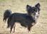 Chihuahua Selena
