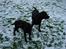 Labrador retriever Luna (Vita) - Vinter Luna og Laika:b