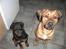 Rottweiler Tayson (aflivet d 1/7-09)