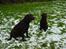 Labrador retriever Luna (Vita) - Endnu et billed af Laika og Luna i sne...