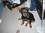 Rottweiler Tayson (aflivet d 1/7-09)