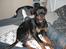 Rottweiler Tayson (aflivet d 1/7-09)