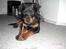 Rottweiler Tayson (aflivet d 1/7-09)