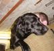 Labrador retriever Theis