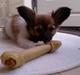 Papillon Taija