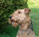 Airedale terrier Zeus - R.I.P 2002-2009