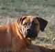 Boerboel RATHMANNS NUMBI