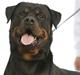 Rottweiler Vom Dornenhof Limbo