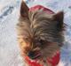 Yorkshire terrier Silk