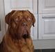 Dogue de bordeaux Ludvig R.I.P