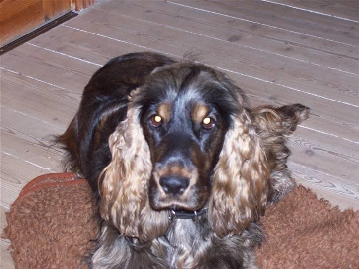 Cocker spaniel Emma  billede 16