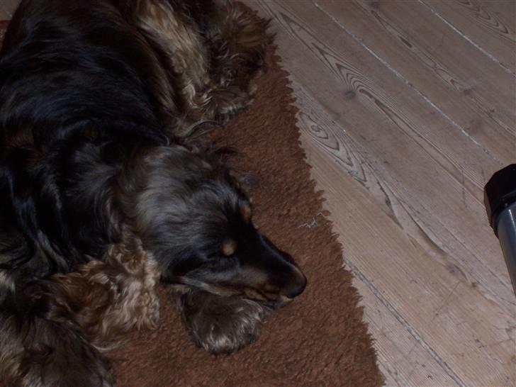 Cocker spaniel Emma  billede 18