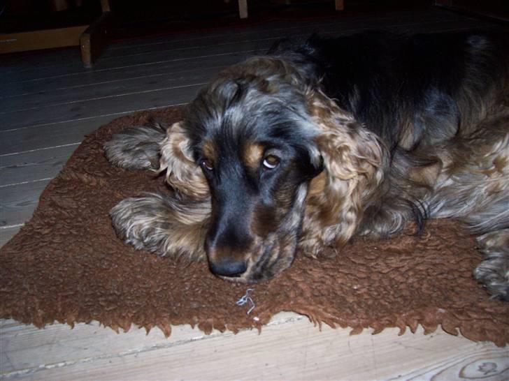 Cocker spaniel Emma  billede 19