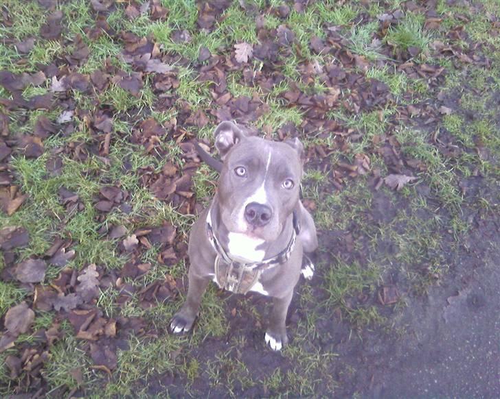 Amerikansk staffordshire terrier Banditten Nala.. - Pølsen  billede 1