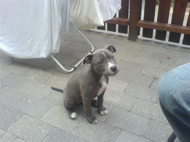 Amerikansk staffordshire terrier Banditten Nala.. - der skal os være plads til a tikke :D  billede 2