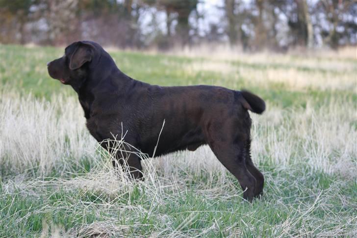 Labrador retriever Baloo billede 7