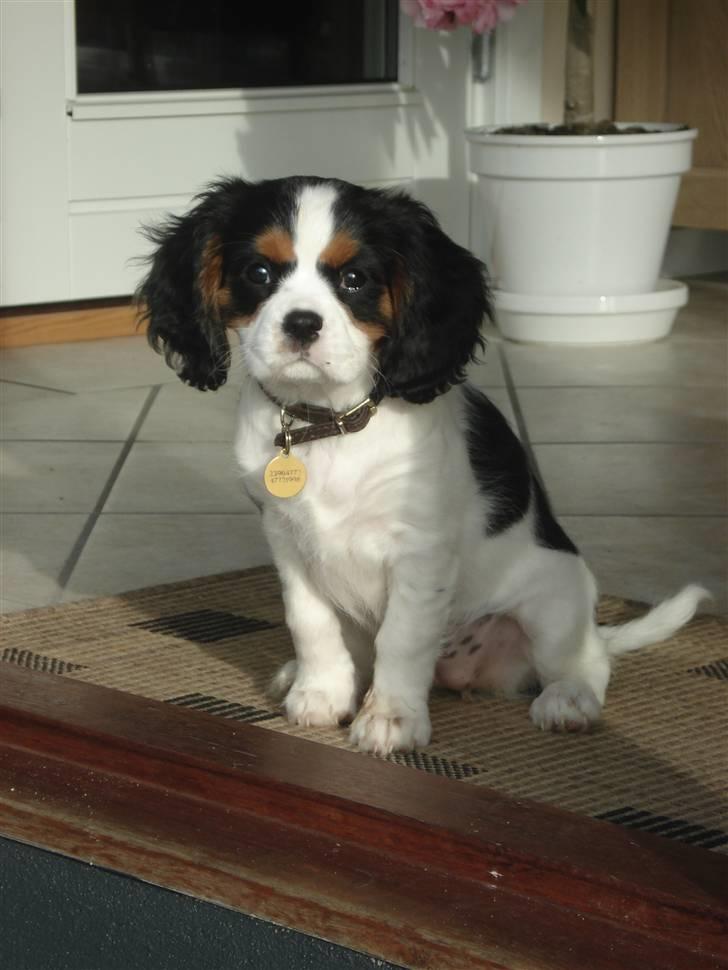 Cavalier king charles spaniel Luna billede 1