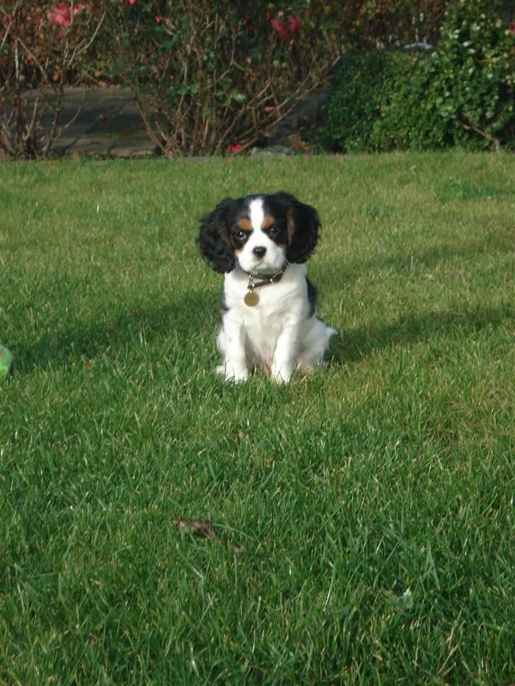 Cavalier king charles spaniel Luna billede 2