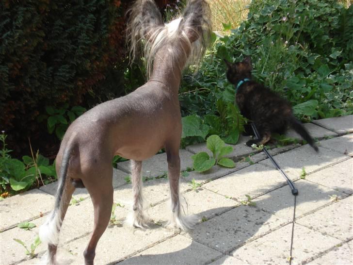Chinese crested hårløs Cronhammar's Imperial China - Basse holder øje med lille Lisa i sommers billede 5