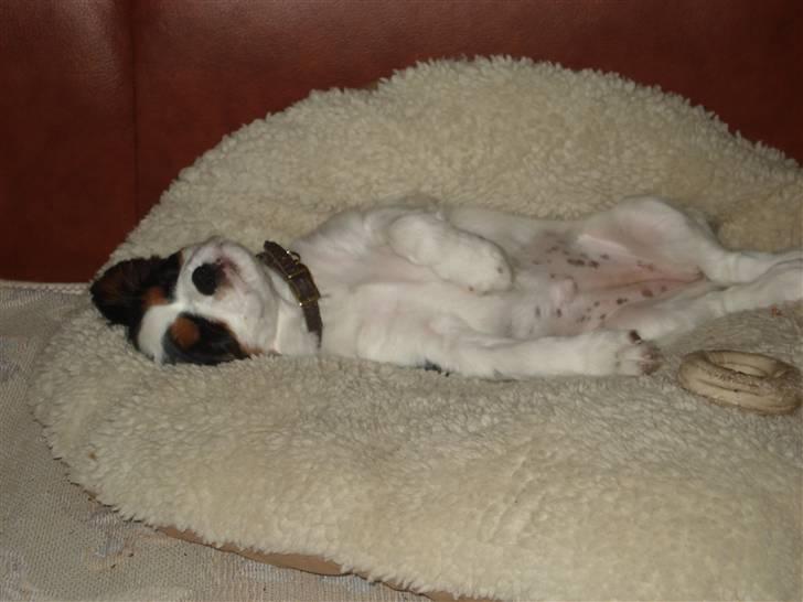 Cavalier king charles spaniel Luna billede 3