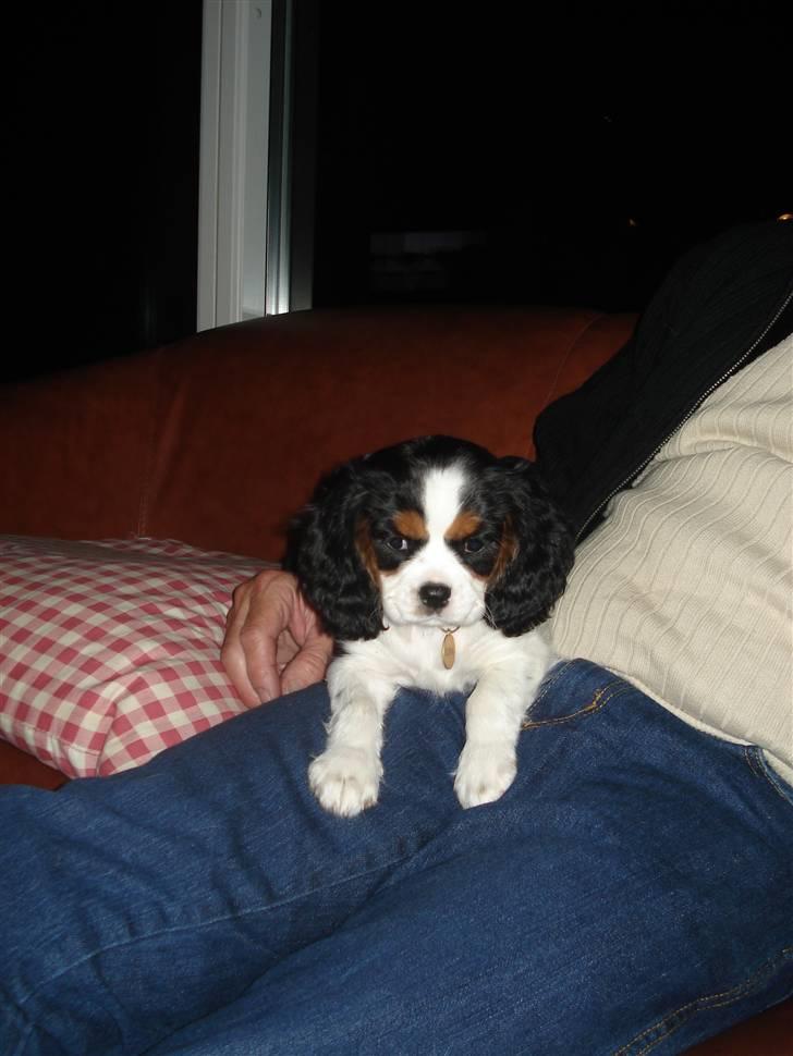 Cavalier king charles spaniel Luna billede 4