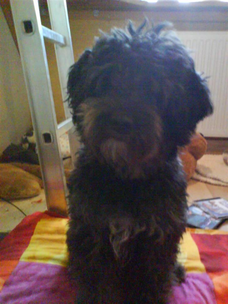 Blanding af racer Molly :P - Hejsa :D billede 13