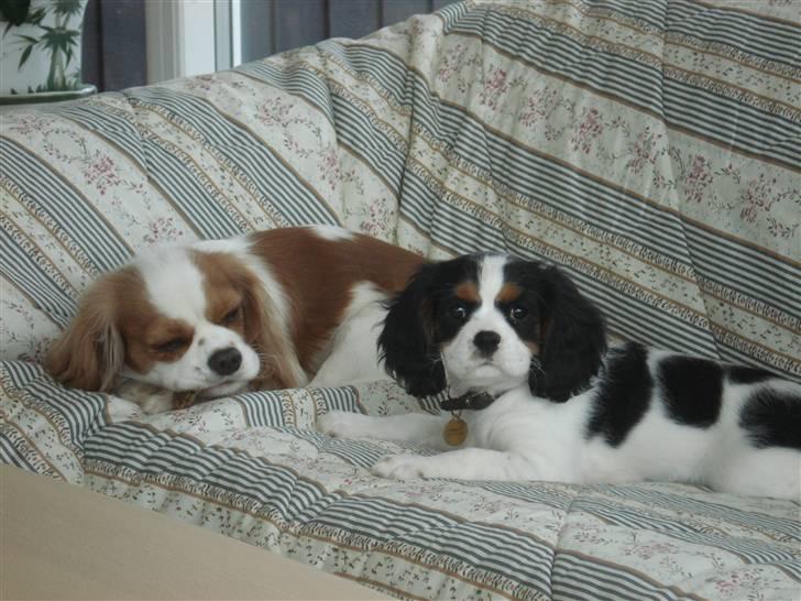 Cavalier king charles spaniel Luna billede 5