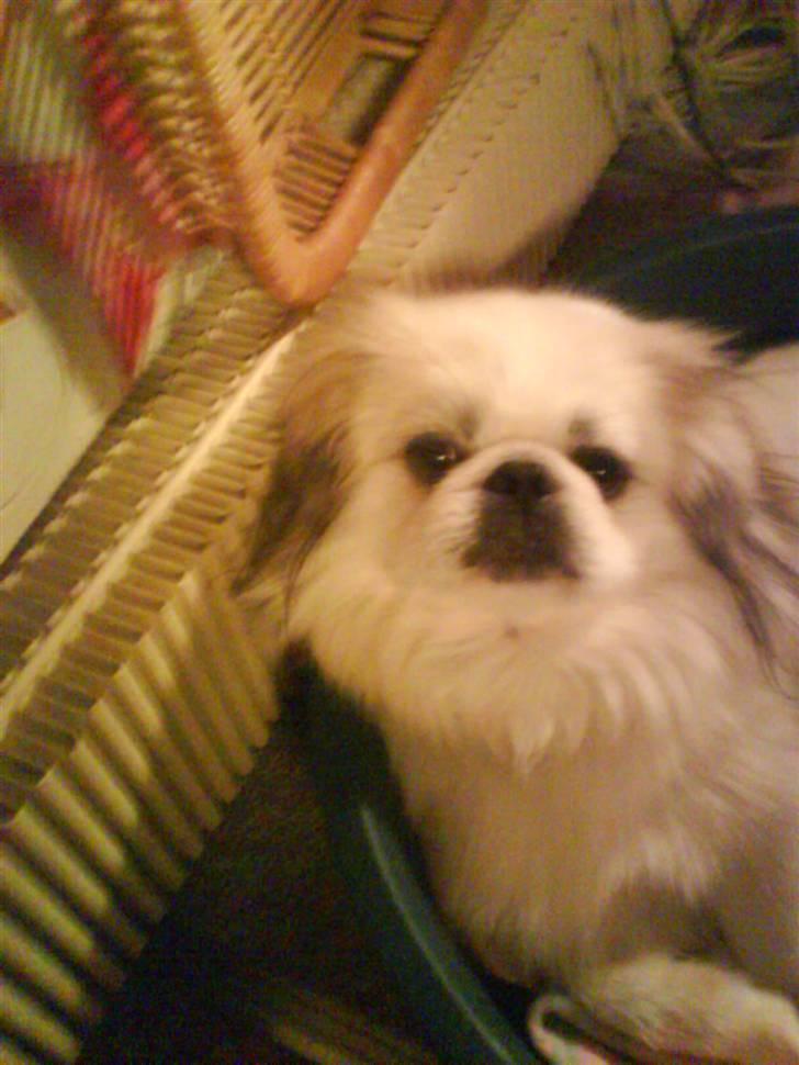 Pekingeser Buster - På ferie i sommerhuset :P billede 16