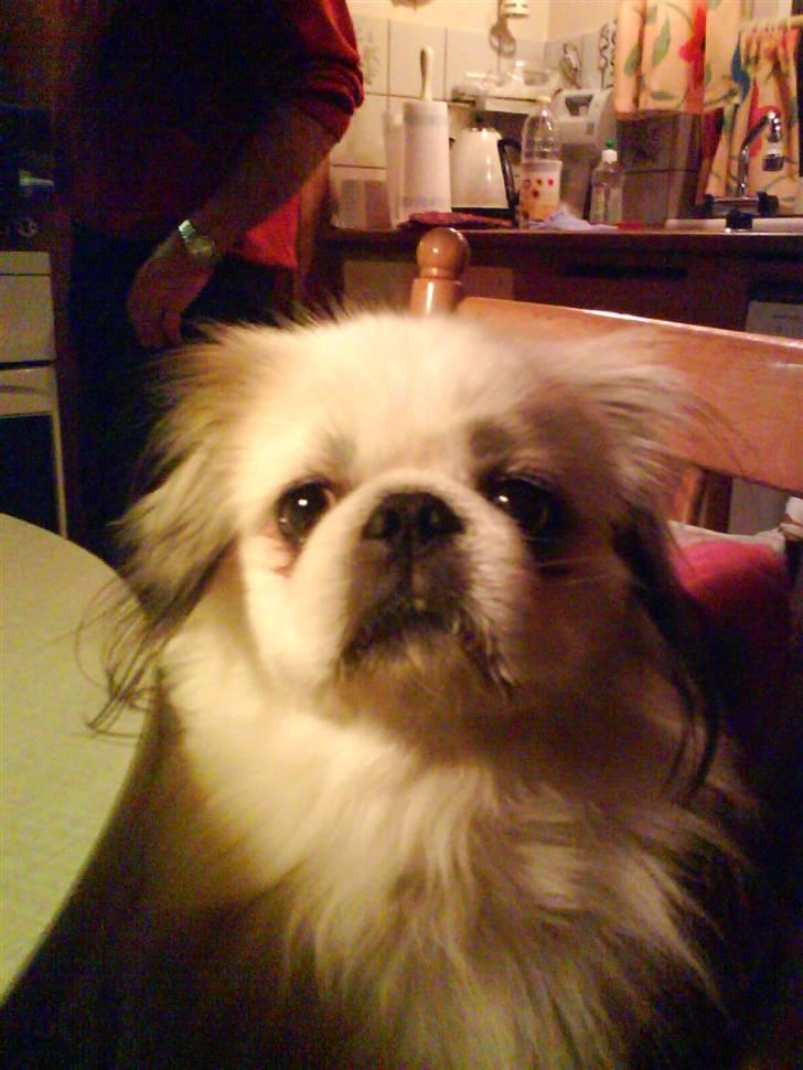 Pekingeser Buster - Hjemme hos mormor og morfar <3 billede 17